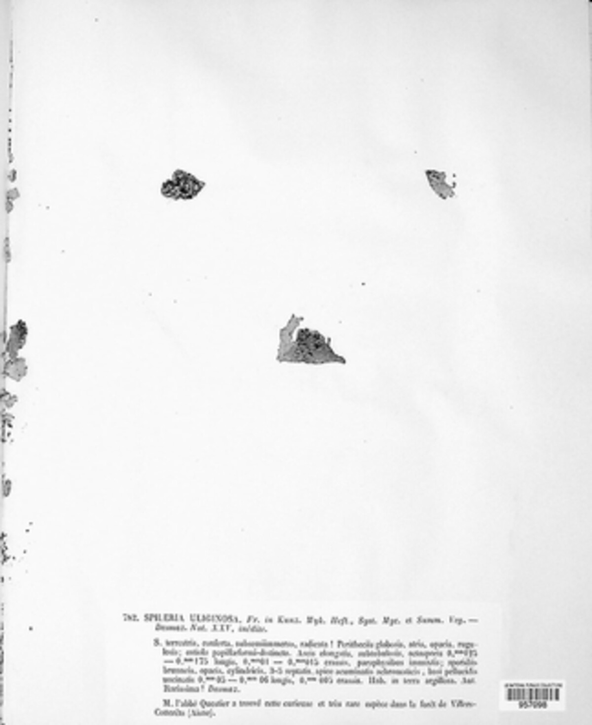 Eosphaeria uliginosa image